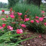 Planting Bed Condo Community