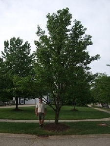 After-Pruning-of-Tree_large