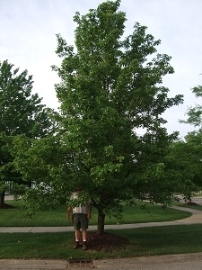 Before-Pruning-of-Tree_large