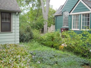 Which Kinds of Weeds Are Most Damaging to Your Lawn? Post Thumbnail