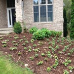 Plantings of Pachyasandra