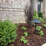 Plantings with Lighting