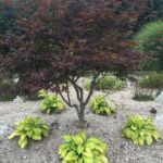 Hostas in Japanese Maple Shade