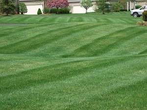 Lawn Cutting Service - Ann Arbor MI