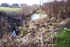 Neighborhood stormwater stream - Before