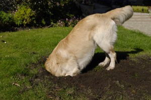 Our golden is in the form of a Bobcat machine.