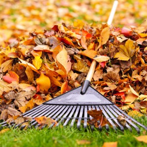 How Should You Prepare Your Lawn Before Winter Arrives? Post Thumbnail