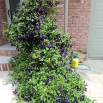 Client's Clematis