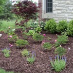 Mulch with New Plantings