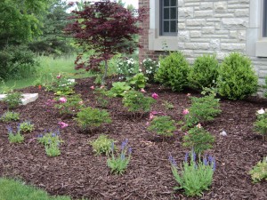 Mulch with New Plantings
