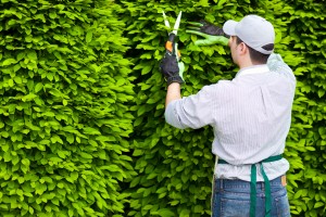 The Importance of Keeping Your Trees and Shrubs Pruned This Summer Post Thumbnail