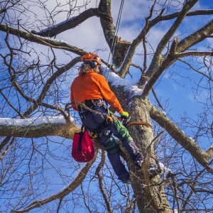 The Importance of Pruning Your Trees Post Thumbnail