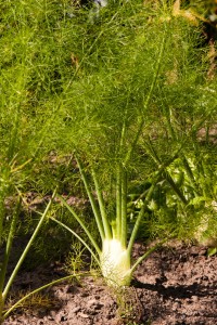 Fennel