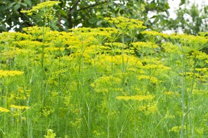 Plant Of Dill
