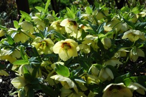 Yellow Lenten Roses