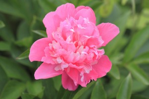 Peony Blossom