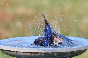 Bird in birdbath