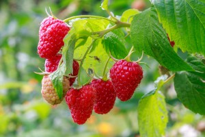 Raspberry Plants Post Thumbnail