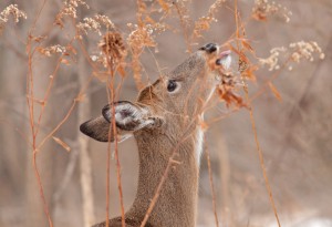 White-tailed deer