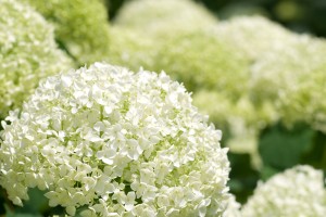 bigstock-Annabelle-hydrangea-23792396