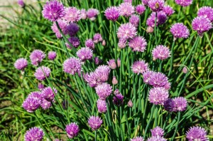 Chives