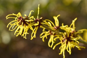 bigstock-Hamamelis-Or-Witch-hazel--56880788