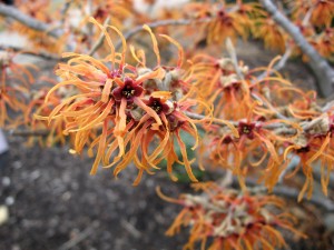 bigstock-Orange-Witch-Hazel--Hamamelis-2639492