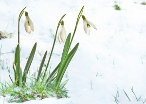 flower bulbs in snow