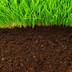 bigstock-healthy-grass-growing-in-soil--19191953