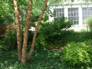 Using a Custom Softscape as the Centerpiece of Your Yard Post Thumbnail