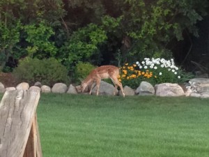 Deer in Your Garden Post Thumbnail