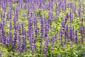 Blue Salvia Plant