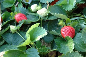 Strawberry Plants