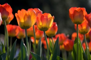 Vibrant Tulips