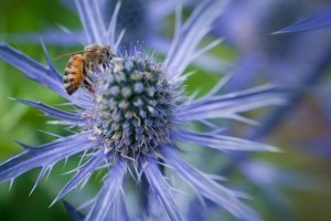 bee on a plant