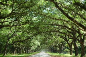 10 Common Ways Humans Hurt Their Trees Post Thumbnail