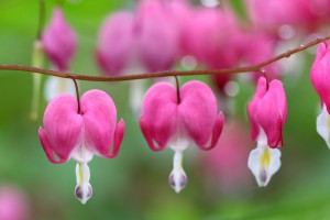 bigstock-Bleeding-Hearts-7748751