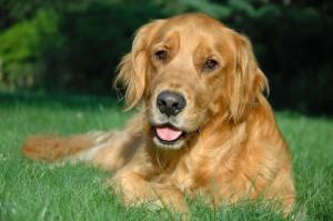 Golden Retriever Dog with a Happy Face