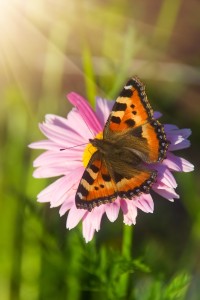 bigstock-Tortoiseshell-Butterfly-On-Mar-21168776