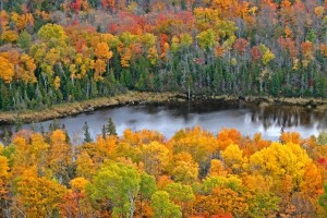 Autumn Scene