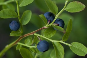 Blueberries