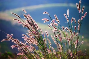 Landscape Myths That Hurt Your Landscape Design