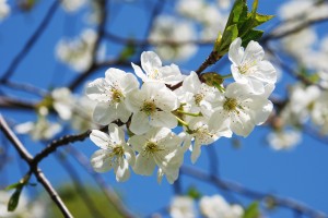 Fruit Tree At Blossom