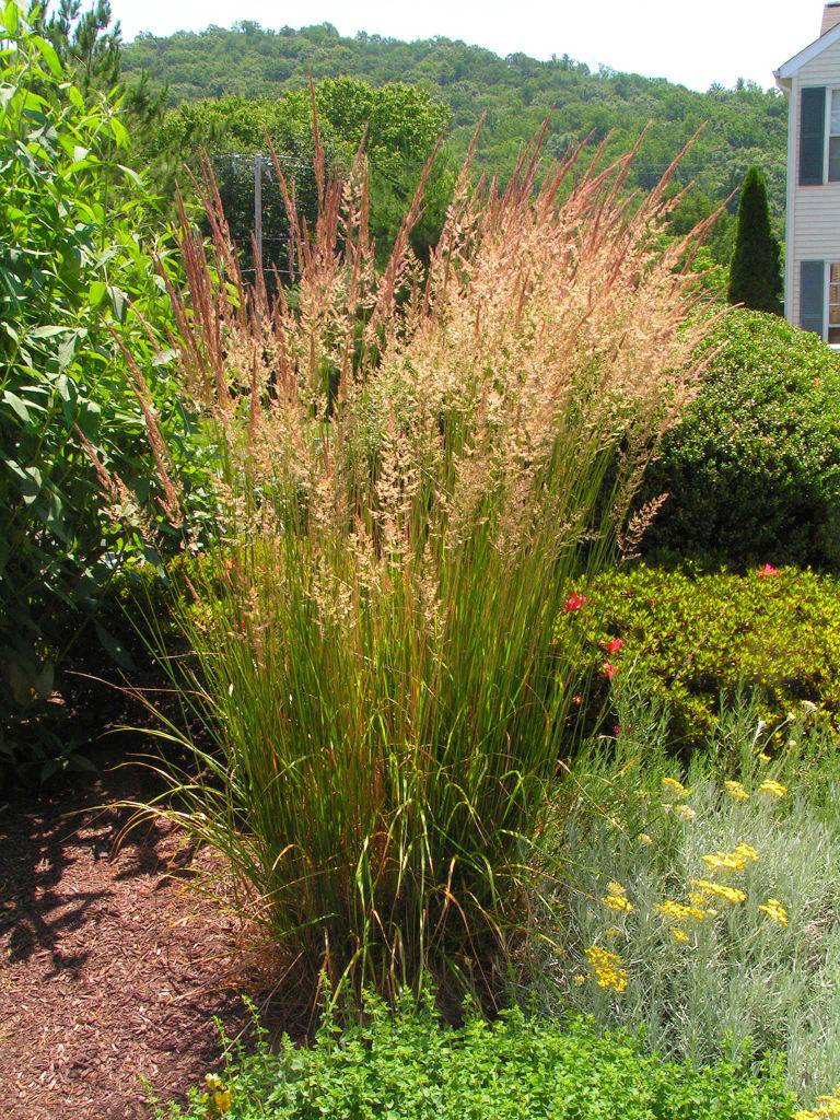 Should I Trim Ornamental Grasses in the Winter? Post Thumbnail