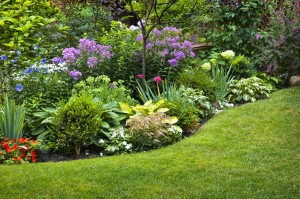 Creating a Rain Garden in Your Yard Post Thumbnail