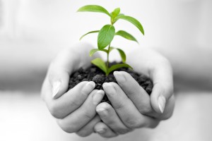 Hands holding a small plant