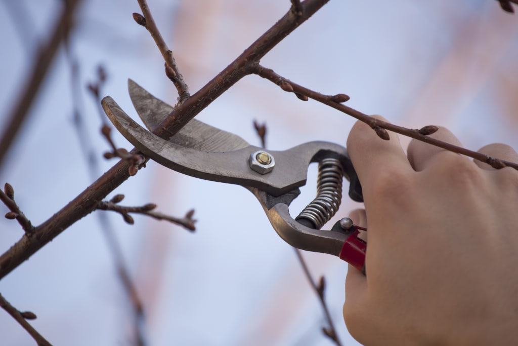 How to Shape, Trim, and Prune Your Shrubs Post Thumbnail