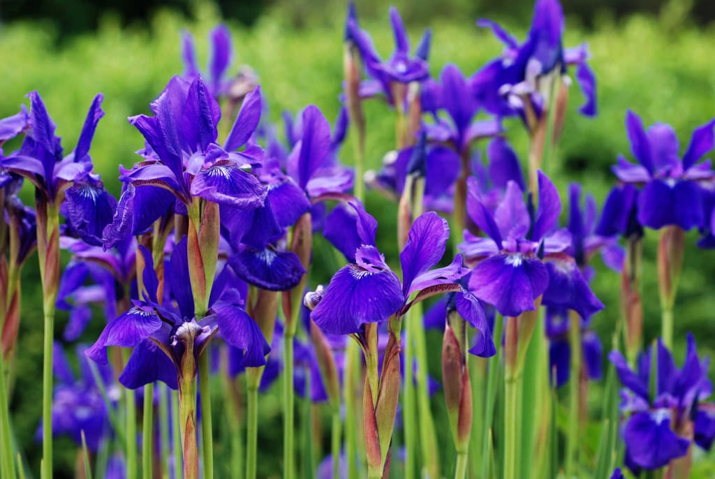 PURPLE flowers for your garden