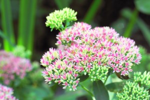 Sedum Flowers Closeup