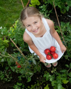 Vegetable garden - little gardener with harvests of organic toma